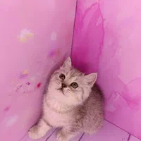 شهر گربه های خانگی سیلور و بلو و گلد|گربه|محمدشهر, شهرک پیام (مهرالبرز)|دیوار