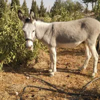 سه راس الاغ فروشی