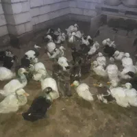 اردک|حیوانات مزرعه|شلمان, |دیوار