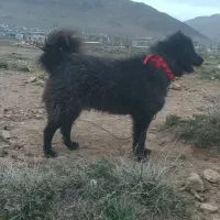 خارمیشی نر