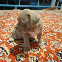 توله امریکن پیت بول|سگ|تهران, سعادت‌آباد|دیوار