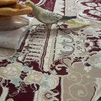 عروس هلندی نر|پرنده|مشهد, نیزه|دیوار