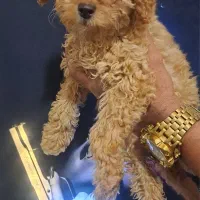 توی پودل ماده