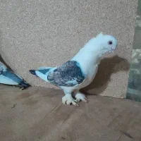 کفتر زینتی|پرنده|تبریز, |دیوار