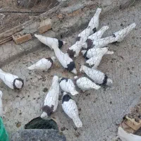 کبوتر طوقی|پرنده|اصفهان, ارغوانیه|دیوار