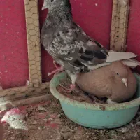 جفت کفتر دم سفید