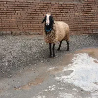 قوچ ۴ دندان شال اصیل برای داخل گله