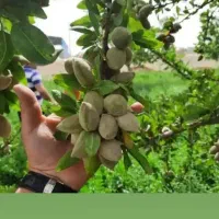 فروش نهال بادام پرسود|خدمات باغبانی و درختکاری|کرمان, |دیوار