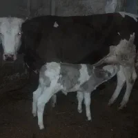 گاو شیری|حیوانات مزرعه|سراب, |دیوار