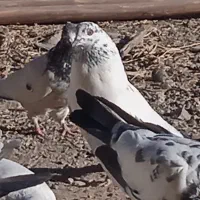 سلام تعدادی کبوتر|پرنده|بافت, |دیوار