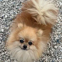 سگ پامر خرسی و عروسکی جهت کشش(جفت گیری)