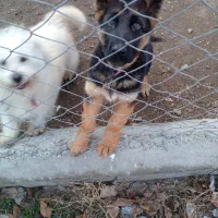 واگذاری سه قلاده سگ شیتزو