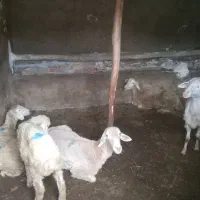 گوسفند