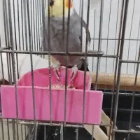 عروس هلندی|پرنده|تهران, خاک سفید|دیوار