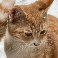 مادر گربه نارنجی و سه تا بچه گربهاش