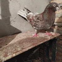 کبوتر|پرنده|مشگین شهر, |دیوار