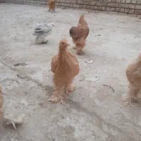 برهما|حیوانات مزرعه|قم, پردیسان|دیوار