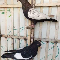 ماده سینه سیاه