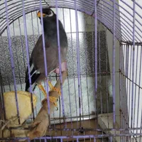 مینا باهوش اهلی و ازاددر خونه|پرنده|بجنورد, |دیوار