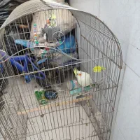 جفت عروس هلندی