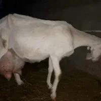 بز سانن خالص مولد فرانسوی