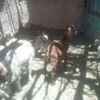 کره