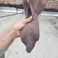 ناریش یاسرخ پاپردادیم رفت