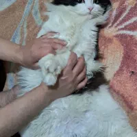 گربه بازیگوش|گربه|چهاردانگه (تهران), |دیوار