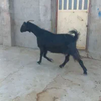 فروش کهره،بز،بره|حیوانات مزرعه|شیراز, میانرود|دیوار