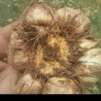 خدمات مشاوره درموردپیاز زعفران (کاشت،داشت،برداشت)