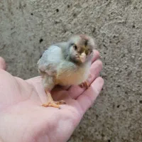 جوجه گلین|حیوانات مزرعه|ماهدشت, |دیوار