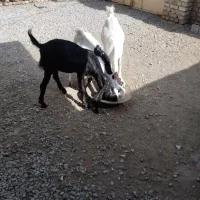 سه تا گتاچ. نصل. دار.