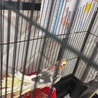 عروس دوماهه