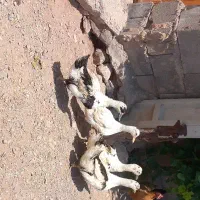 اردک