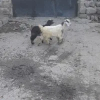 دو تا بز غاله پنج میلون هشست|حیوانات مزرعه|مشگین شهر, |دیوار