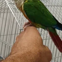 فروش گرینچیک