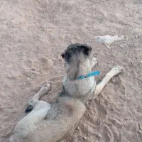 10000|سگ|ماهنشان, |دیوار