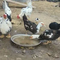 اردک اسراییلی نردرشت ودوتاماده تخم گذار