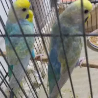 مرغ عشق های رینبو و پروانه ای جفت|پرنده|مشهد, نوغان|دیوار