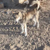 واگذاری|سگ|مشهد, شهید احمدی روشن|دیوار