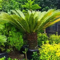 سیکاس|گل و گیاه طبیعی|چابکسر, |دیوار