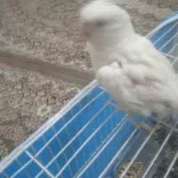 4تا عروس هلنی دانه 500|پرنده|تربتحیدریه, پائین ولایت|دیوار