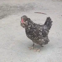 تخم مرغ نطفه دار گلین|حیوانات مزرعه|چهارباغ, |دیوار