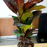 ۵ عدد گلدان آپارتمانی - ارسال رایگان در تهران|گل و گیاه طبیعی|تهران, یوسفآباد|دیوار