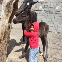 اسب کرد|اسب و تجهیزات اسب‌سواری|شهریار, شهرک مصطفی خمینی|دیوار