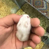 همستر کمپل ۲۰ روزه (مینیاتوری)|موش و خرگوش|اصفهان, بهارستان|دیوار