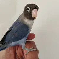 کوتوله برزیلی فوق دستی|پرنده|تربت جام, نظامی|دیوار