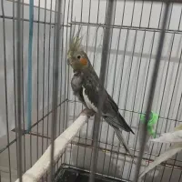 عروس هلندی|پرنده|داراب, |دیوار