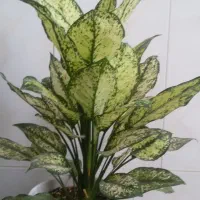 آگلونما برفی