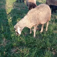 دو راس میش جوان و آبستن